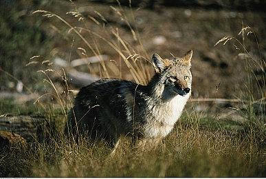 《塞尔达传说：王国之泪》日本预购量赶超《旷野之息》